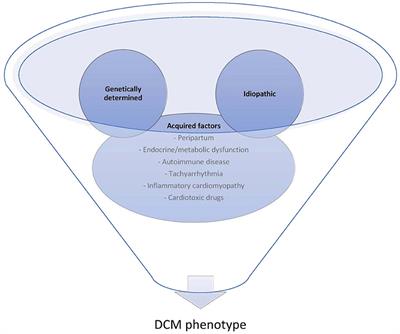 The Role of AI in Characterizing the DCM Phenotype